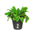 green basics anzuchttopf 19cm living schwarz